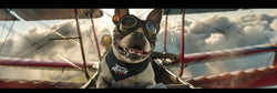 Aviation - Pets